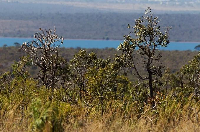 Floresta Nacional de Brasília [Imagem: Dorivan Marinho/Agência Senado]