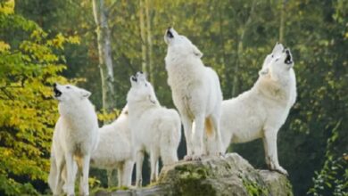 Mulher foi atacada por lobos num parque perto de Paris