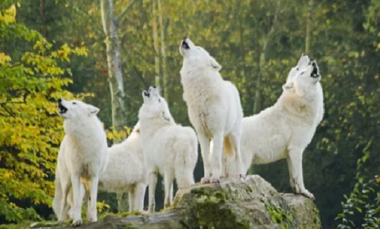 Mulher foi atacada por lobos num parque perto de Paris