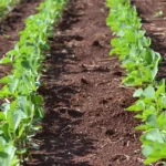 EUA deixam fora da tarifa produtos agrícolas essenciais do Brasil