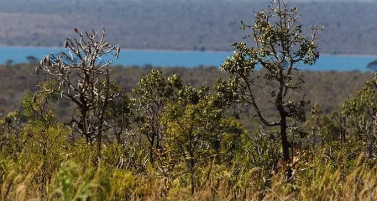 Floresta Nacional de Brasília [Imagem: Dorivan Marinho/Agência Senado]