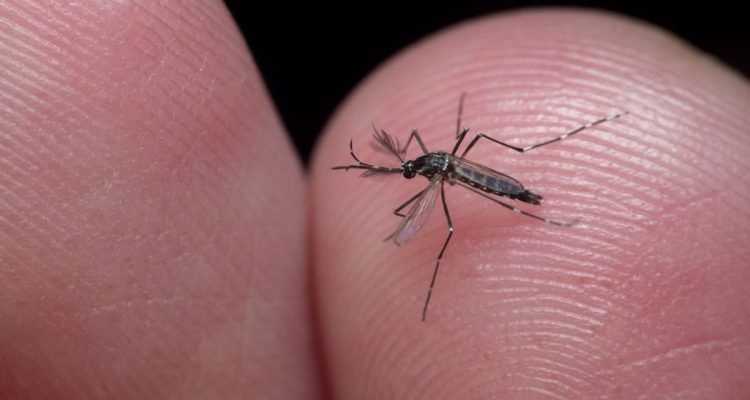 Mosquito Aedes Aegypti transmissor da dengue em dedo de pessoa - Metrópoles