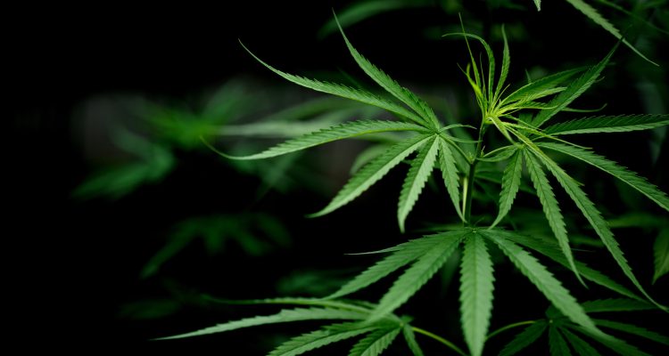 Cannabis marijuana leaf closeup dark background. leaves of a marijuana