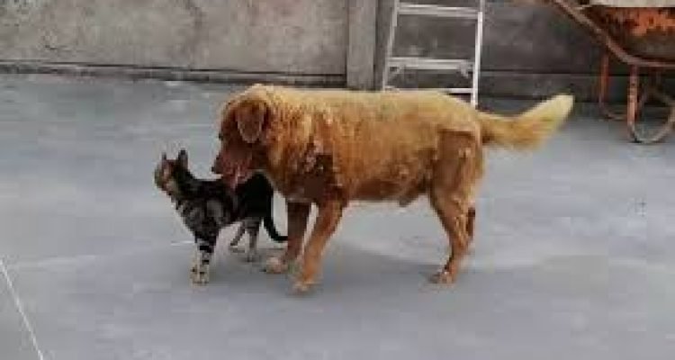 Bobi, o cão mais velho do mundo, falece aos 31 anos de idade.