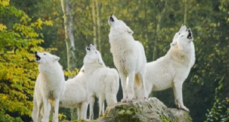 Mulher foi atacada por lobos num parque perto de Paris