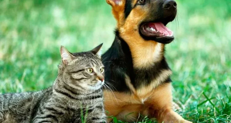 Castração de Animais